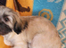 Bichon mixed