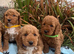 Curly cockapoo puppies