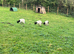 3 Purebred Bagot Male Kids for Sale - Ayrshire