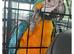 Macaws