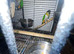 A pair of Caiques—specifically the Black-headed variety—proven for breeding.