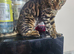 16 month old bengal phoeae