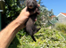 Black solid ferret kits