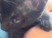 BRIGHT BLUE EYES..SPHYNX mum and dat dagdoll cat READY NOW!