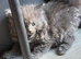 Very fluffy kitten