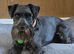 Miniature schnauzer stud