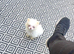 Tiny white cream boy blue eyes
