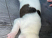 American bulldog XStaffy