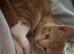 Ginger Kittens