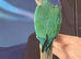 Hand reared tame turquoise yellow sided gcc
