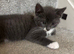 2 female kitten