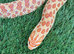 Red Albino Hognose