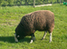 Zwartble Ram 2 year old