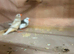 Zebra finches