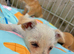 Jack Russell Cross Chorkie Puppies – Ready Now