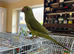 Baby Ringneck