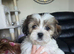 2 litters, cava-tzu and cava-tzu x dachshund