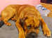 St Weiler (St Bernard X Rottie) for STUD