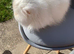 Lovely natured Persian cat