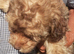 Miniature cockapoo puppies for sale