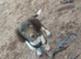 Springer spaniel puppy