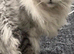 “Stunning Golden Eyes” Maine Coon Kittens. Ready Now 4 left.