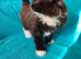 Adorable Ragdoll Mix kittens