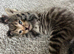 9 kittens available