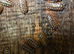 50 x Armadillidium Vulgare klugii Montenegro &pound;45 + Postage