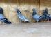 Mix of birds for sale