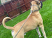 Mastiff mix