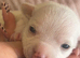 beautiful puppies