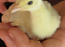Peacock chicks 4 months +