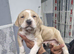 American bull terrier x pak bullykutta