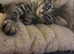 Half ragdoll female kitten