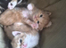 Beautiful kittens, i have both parents
