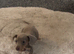 Miniature dachshund puppies
