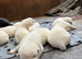 Japanese Akita Inu Puppies