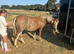 FRIARLY PRIDE’S JEWEL Striking 4-Year-Old Welsh Section A Mare