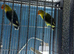 Lovebirds pairs Glasgow