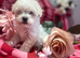 F1 Asian Maltipoo puppies cream girls and boys cuteness overload