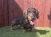 Standard Male Teckel 3 Years Old NOT KC Registered
