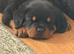 female rottweiler