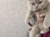 Stunning British shorthaired kittens from champion bloodlines