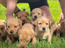 Superb Red Fox & Golden Labrador Puppies