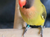 Tame lovebird