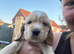 Rare Coloured Show-Type Cocker Spaniel Puppies