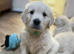 Retriever puppies - full health testing.