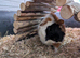 Beautiful young guinea pigs