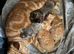 Beautiful tabby kittens for sale